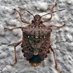 Halyomorpha halys 